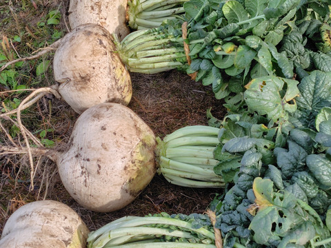 今年の桜島大根最高!!
2026年収穫前試しに抜いてみたら、やっぱり生では梨みたいに甘い！！
1月〜2月しか食べれない農薬.化学肥料不使用で桜島で栽培した生の桜島大根（葉付き１本8キロ以上）レシピ付