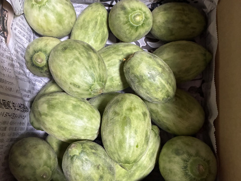 本日最終　地元で大人気❣️摘果メロン《子メロン》(2kg)