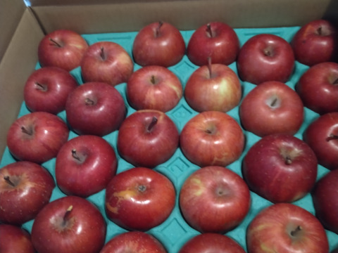 りんごグランプリ2025最高金賞1位🎊  サンふじ 5キロ箱小玉 食べきりサイズ20〜33玉程度 ID56576 長野県 信州 安曇野 リンゴ 幻 予約 希少 旬 甘い