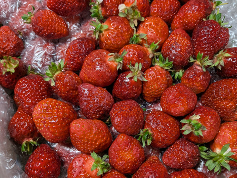 あまおう苺　　ジャム加工用　3.2キログラム