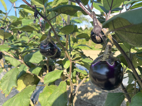 メランツアーネ･ビステッカ　6個入