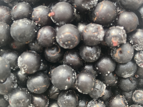 天然ナツハゼ　１キロ　京都産 プロトン冷凍