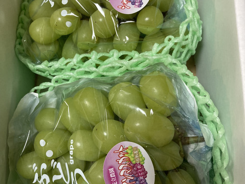 完熟木なりシャインマスカット糖度２２度　家庭用