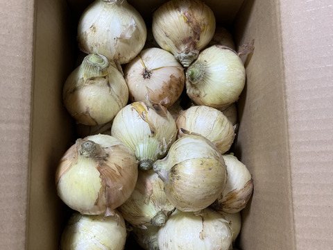 生で食べても甘い！と評判の新玉ねぎ『おしたま』5kg    M サイズ
