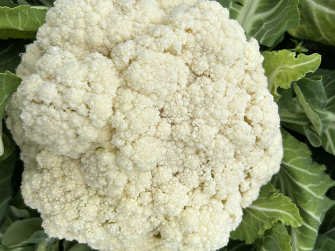 今が旬！スティックカリフラワー  (はなやさい　天草一号/600g