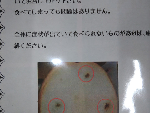 【鳥取産】王秋梨！