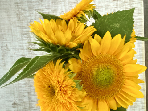 【ひまわり５本】ひまわり&ふわふわモコモコのテディベア（希少）登場！インパクトありあり！