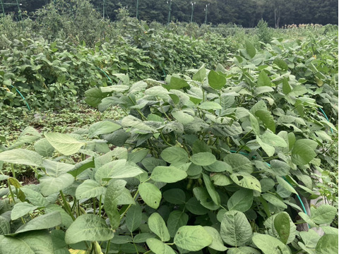【緊急】9/2まで🉐農薬化学肥料・除草剤不使用🫛北海道産　枝付き枝豆　80サイズ段ボールめいいっぱい📦約2キロ以上