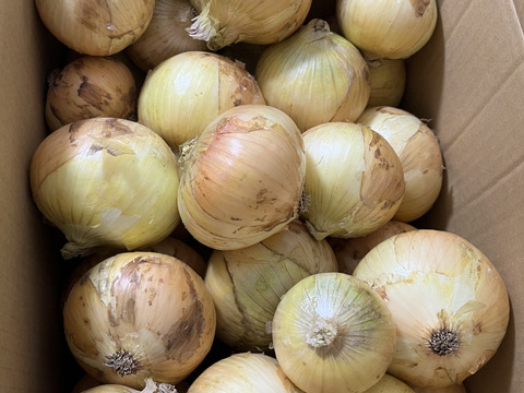 【白子町特産】✨林農園の新玉ねぎ✨（10kg）