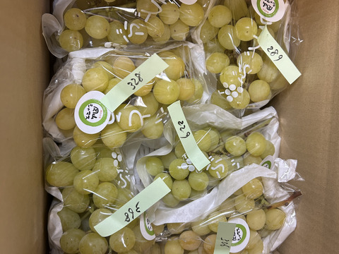 小粒のシャインマスカット1.5ｋｇ