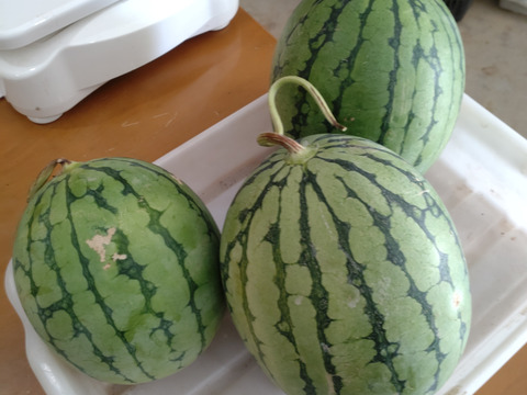 【訳あり激安】【３個セット】小玉スイカ ２〜３キロの小玉スイカ３個セット ３個セットの価格です。たたき売り！【冷蔵便限定】