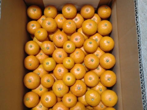 【数量限定‼️】小玉早生みかん 箱込み5kg(2S以下サイズ混合)