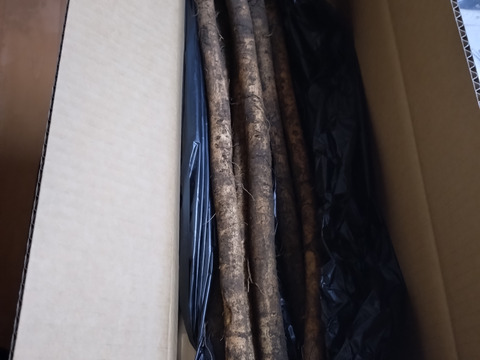 【初掘り】土付き　香り高い　ゴボウ　2kg