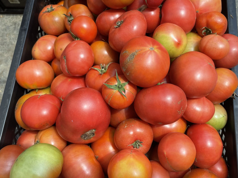 【加工用】トマト約4kg (約18〜40.玉)【福岡県産トマト】🍅  【母の日ギフト】