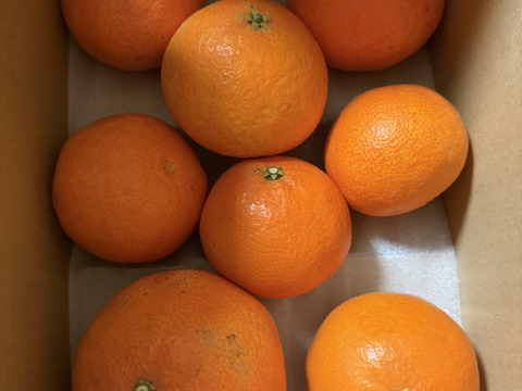 【食べチョク5周年目・感謝価格】まどんな 2kg×2箱【冬ギフト】