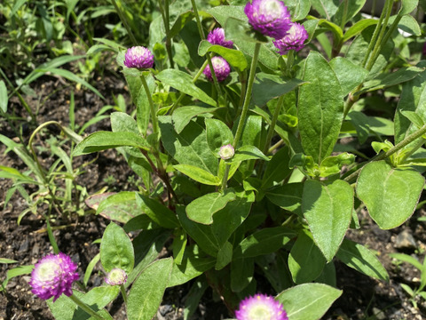 【25本】Fresh！朝に収穫で新鮮。強いあめ玉のような「千日紅」。