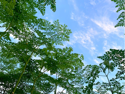 お徳用『モリンガ茶30包入』1ℓに1包‼︎30ℓ分‼︎（2g×30包）熊本県産　2025年8月収穫葉のみ使用‼︎