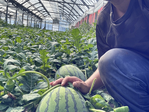 訳あり！夏スイカ！「極上スイカ」7kg×2個