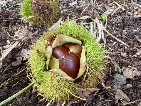 【2kg】甘さ1等賞‼️「銀寄」が終盤。超大型良味種「岸根」収穫スタート✨寒が入ったことで糖度が上昇、栗が滋味を増しました！！おいしい栗を食べるなら絶対今。ほっぺのおちる栗『Lサイズ以上』(熊本県産)