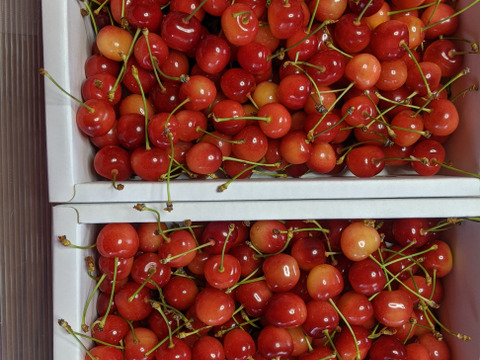 さくらんぼ佐藤錦Mサイズ