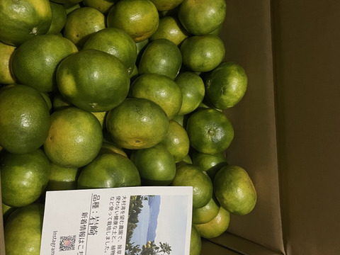 【10月1日より順次発送】【長崎県産】極早生みかん10ｋｇ