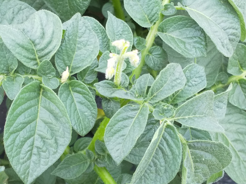 春馬鈴薯　ニシユタカ