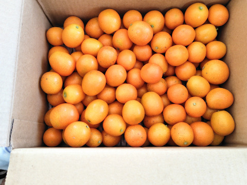 【家庭用】種ごと丸ごときんかん計1.5kg