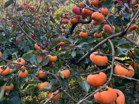 たっぷり召し上がれ！とろける甘さの「たねなし柿（和歌山県産）」20～22玉（5.5Kg）