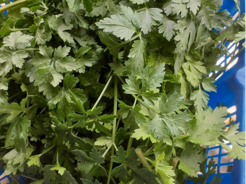 イタリアンパセリ 200g　自然の魔法―腐植が紡ぐ究極のイタリアンパセリ  化学肥料・化学農薬・除草剤不使用　200g