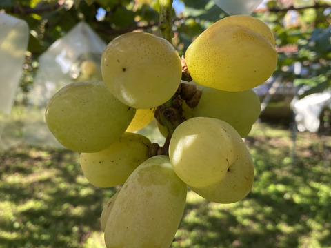 バイオレットキング　家庭用　1キロ   粒　カット