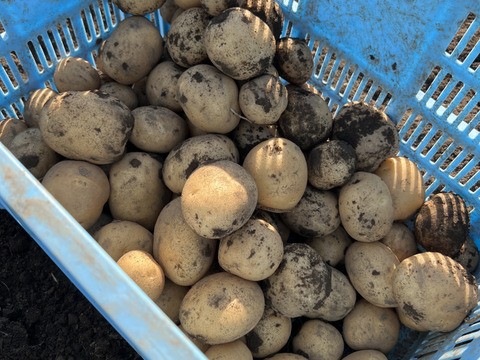 【ほくほく】熊本県産　じゃがいも（オホーツク）　２kg　特別栽培農産物