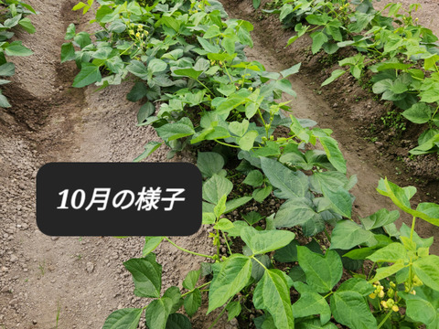 🎍【新豆】丹波大納言小豆『さや500g』六甲山麓有馬の大自然が生み出す極上のお豆さん🫘 ハウス栽培の大納言小豆！