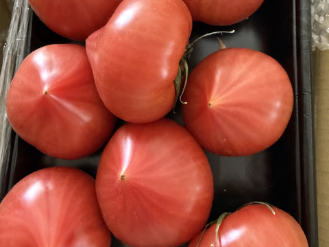 【完熟】あいちの伝統野菜『ファーストトマト』2箱約2kg　【母の日ギフト】にもぴったり！