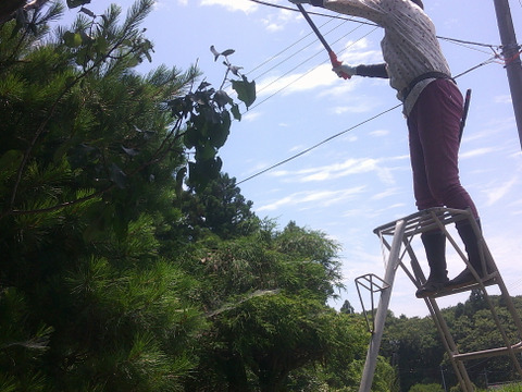 生梅　早い者勝ち【自然栽培　梅干し用梅　梅酒用　など２キロ】これで最後です！