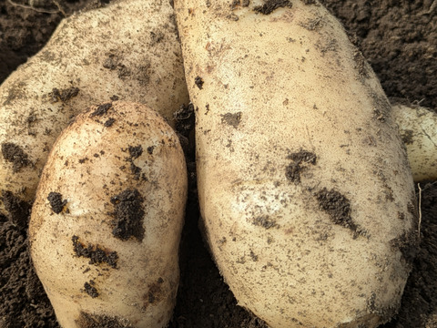 【選べる】オーガニック野菜セット(9品)