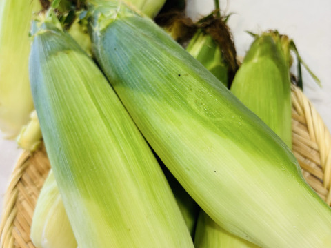 【完売】🌽とうもろこし「おおもの」糖度20度超え！約3kg訳あり・数量限定🌽