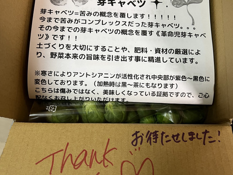 革命児！ふわ甘～芽キャベツ　箱込み2ｋｇ　本州の方限定