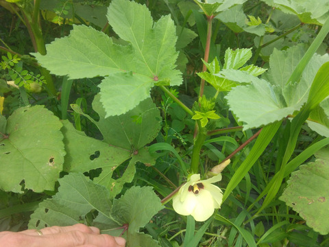 石垣島蜜蜂農園のおくら