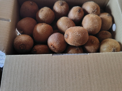 【数量限定・通常品の3割引き！】　　　　　　　ジューシーな果肉！安心安全の“有機JAS認証栽培”和歌山県古果園キウイフルーツ 《規格外品》 【たっぷり 3kg】