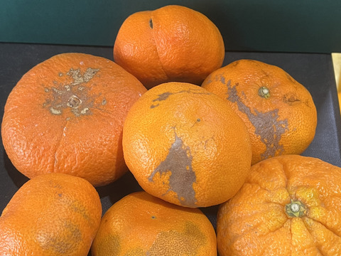 愛媛県産 訳あり甘平5kg