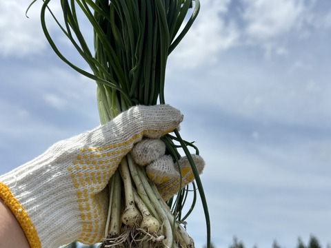 期間限定　雪解け　土付き天然のびろ　のびる　300g