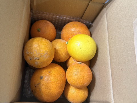 箱込約2㌔　愛媛県人黙って食べる美味しさ　まるでゼリーマドンナ　家庭用