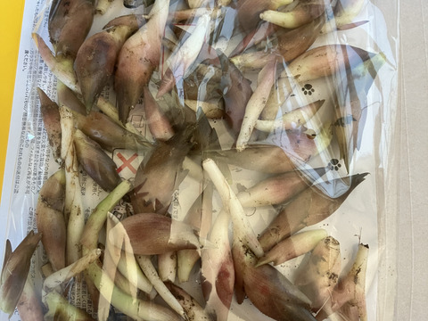 旬は一瞬！天然秋みょうが400g