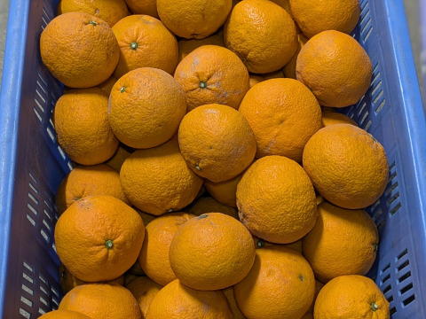 食べ頃『甘夏』　甘味と酸味が程よい福岡産