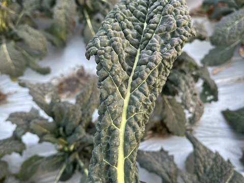 【冬の旬】葉キャベツ！カーボロネロ（総量500g）農薬・化学肥料不使用