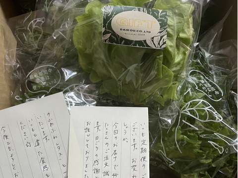 【NEW！】お試し食べきりサイズ！京都伏見産シャキシャキ水耕レタス(500〜600g)