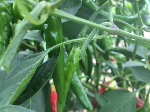 ホットパラソルEX 青唐辛子　フレッシュ　500g　レターパックプラス　自然の力(腐植栽培)で育てた純粋な味わい！柚子胡椒作りに、安心とおいしさをお届けします🌶️