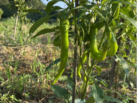 【自然栽培】オクラ 500g ししとう（伏見甘長唐辛子）500g セット