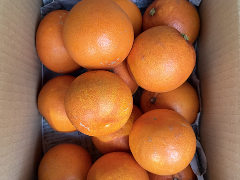 赤い果肉、コクのある甘味！タロッコ（ブラッドオレンジ）３kg