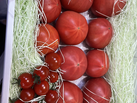 ★平均糖度10.5度！★完熟★名水育ち★究極のフルーツトマト「海部川のしずく」800g(6〜20個)　品種は驚きの桃太郎！